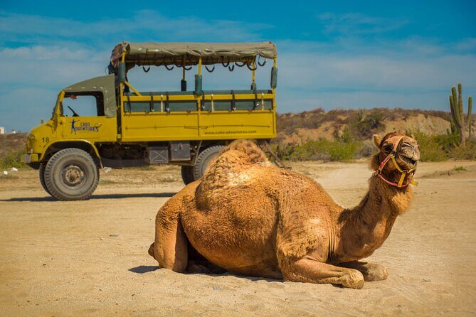 Safari with Camel Caravan to Explore Bajas Nature, Culture and Cuisine - Final Thoughts: Is This Tour Worth It?