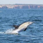 Sagres: Dolphin Watching Tour - A Deep Dive into the Experience