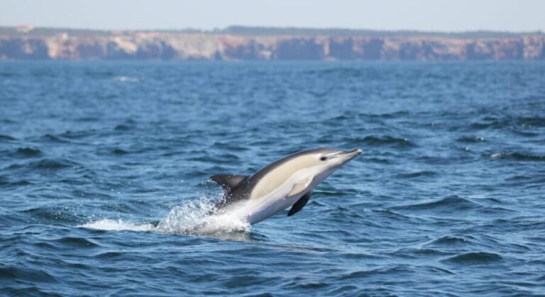 Sagres: Dolphin Watching Tour - A Deep Dive into the Experience