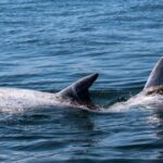 Sagres Wildlife Adventure: Dolphin and Whale Watching Tour - FAQ