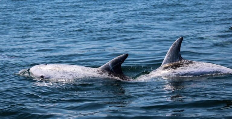 Sagres Wildlife Adventure: Dolphin and Whale Watching Tour - FAQ
