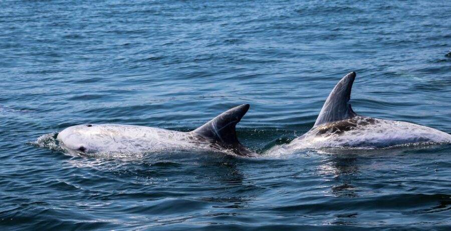 Sagres Wildlife Adventure: Dolphin and Whale Watching Tour - FAQ
