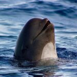 Sagres: Wildlife Tour Dolphins and Caves - Detailed Breakdown of the Itinerary
