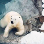 Saint Felicien: Admission to Zoo Sauvage - An Authentic Look at Saint-Félicien’s Zoo Sauvage
