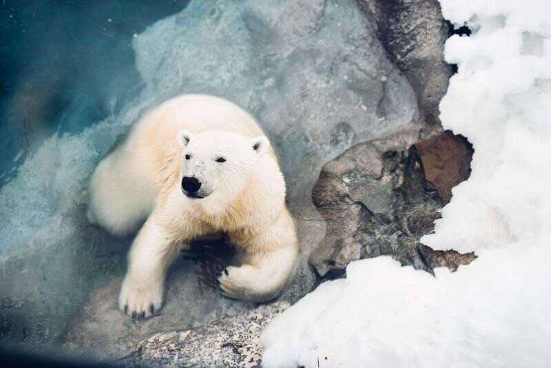 Saint Felicien: Admission to Zoo Sauvage - An Authentic Look at Saint-Félicien’s Zoo Sauvage