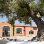 Saint Gilles: Tour of an olive oil mill in an organic olive grove - An In-Depth Look at the Olive Oil Tour Experience