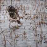 Saint Joseph: Missouri Eagle Waterfowl Photography Tour - Who Will Love This Tour?