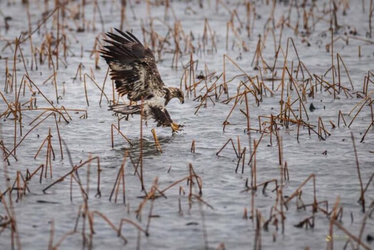Saint Joseph: Missouri Eagle Waterfowl Photography Tour - Who Will Love This Tour?