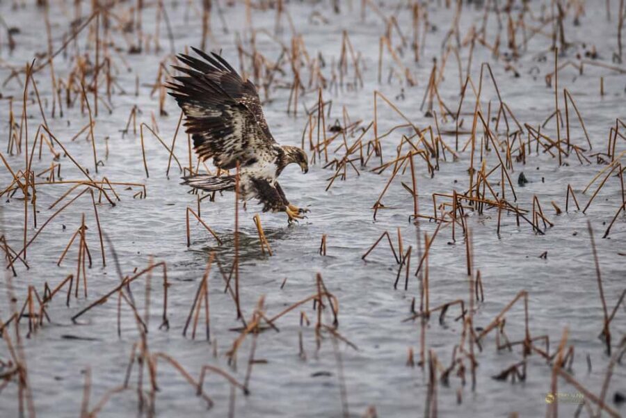 Saint Joseph: Missouri Eagle Waterfowl Photography Tour - Who Will Love This Tour?