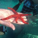 Saint-Raphaël: Boat cruise & swimming in the coves of the Esterel - Key Points