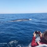 Salema: Dolphin Watching - Exploring the Details of Salema Dolphin Watching