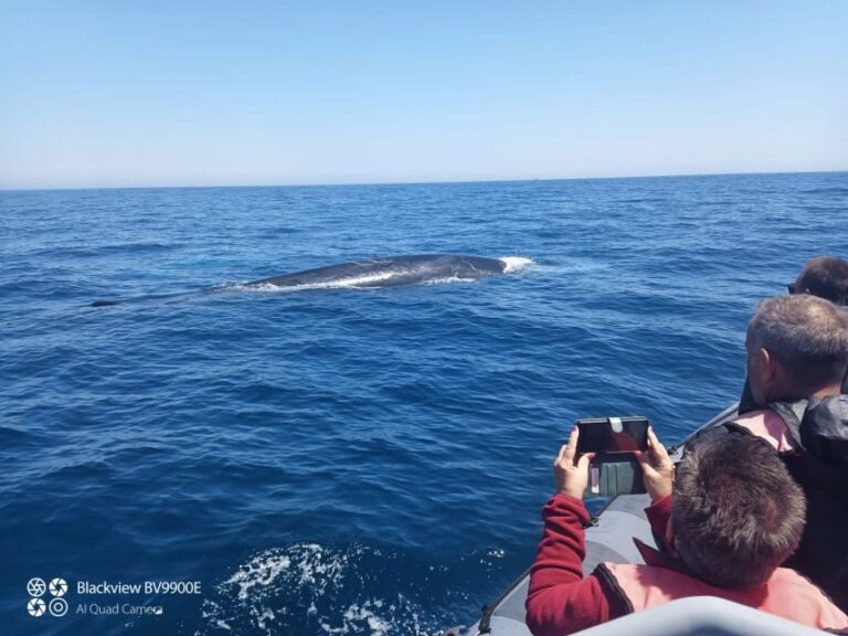 Salema: Dolphin Watching - Exploring the Details of Salema Dolphin Watching