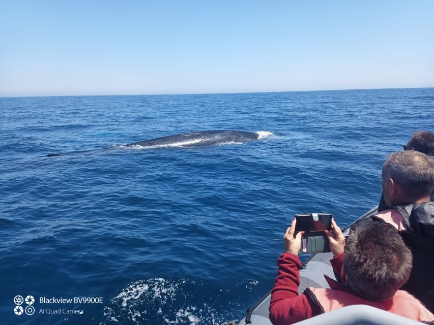 Salema: Dolphin Watching - Exploring the Details of Salema Dolphin Watching