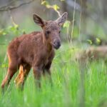 Sälen: Evening Moose Safari in the Forests - Who Should Book This Tour?