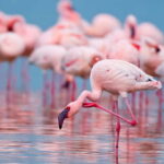 Salina Maria Stella di Trapani: Birdwatching in search of flamingos - Final Thoughts: Who Should Book This Tour?