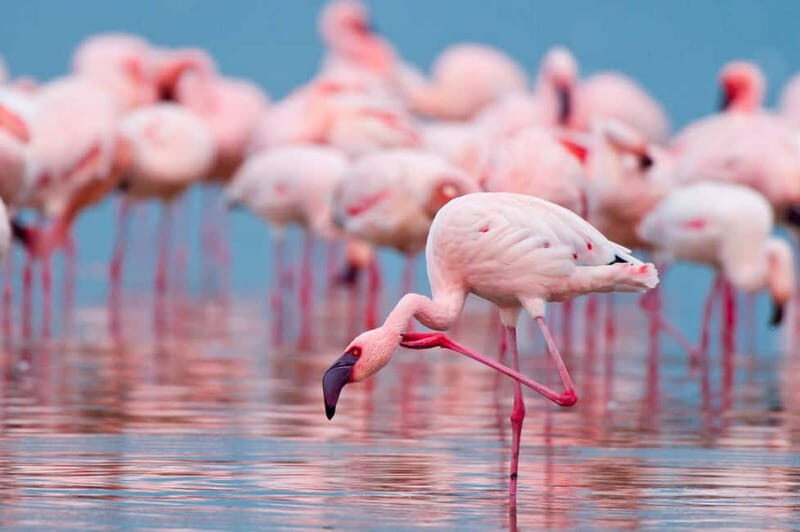 Salina Maria Stella di Trapani: Birdwatching in search of flamingos - Final Thoughts: Who Should Book This Tour?