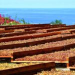 Salina: Wine Tasting & Brunch on Estate in Malfa - An In-Depth Look at the Salina Wine Tasting & Brunch Experience
