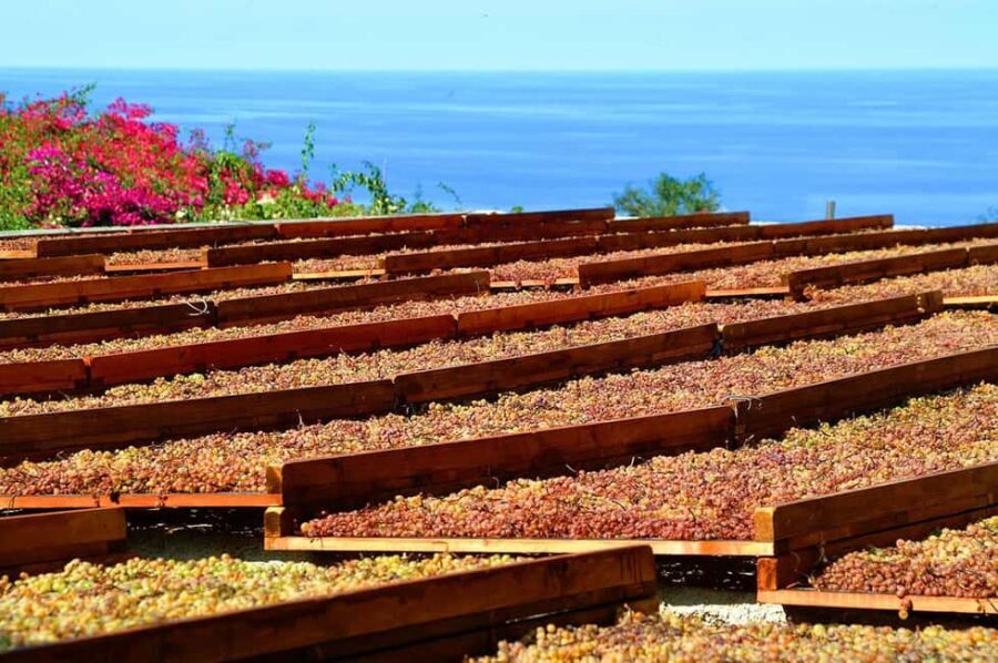 Salina: Wine Tasting & Brunch on Estate in Malfa - An In-Depth Look at the Salina Wine Tasting & Brunch Experience