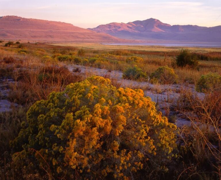 Salt Lake City: Great Salt Lake Antelope Island Guided Tour - An Honest Look at the Experience