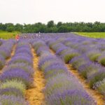 Salt Mine - Slanic Prahova - The Scenic Detours: Lavender Garden and a 500-Year-Old Tree
