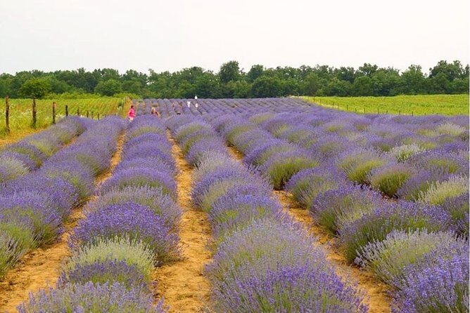 Salt Mine - Slanic Prahova - The Scenic Detours: Lavender Garden and a 500-Year-Old Tree