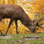 Salzburg Zoo Hellbrunn Skip-the-line Tickets & Private Car - Final Thoughts: Is It Worth It?
