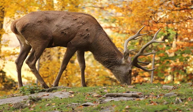 Salzburg Zoo Hellbrunn Skip-the-line Tickets & Private Car - Final Thoughts: Is It Worth It?