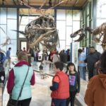 San Antonio: Witte Museum Admission Ticket - A Detailed Look at What the Witte Museum Offers