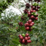 San Cristobal: Coffee Tour in the Mountains of Chiapas - Who Will Love This Tour?