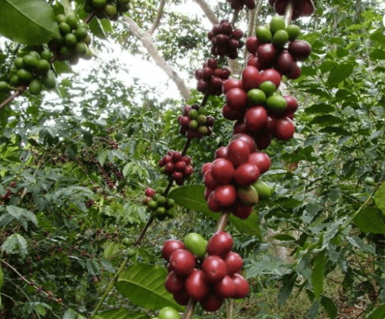 San Cristobal: Coffee Tour in the Mountains of Chiapas - Who Will Love This Tour?