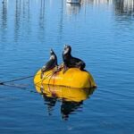 San Diego: 3 Hour Whale Watching Cruise - The Sum Up