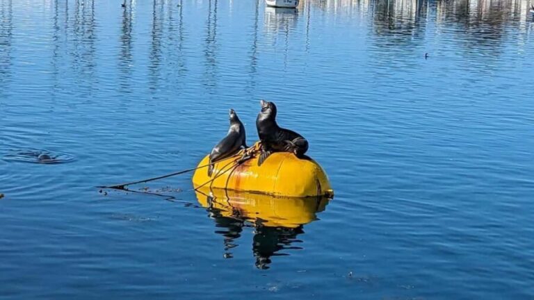 San Diego: 3 Hour Whale Watching Cruise - The Sum Up