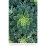 San Diego Botanical Garden Entry Ticket and Transportation - The San Diego Botanical Garden: A Closer Look