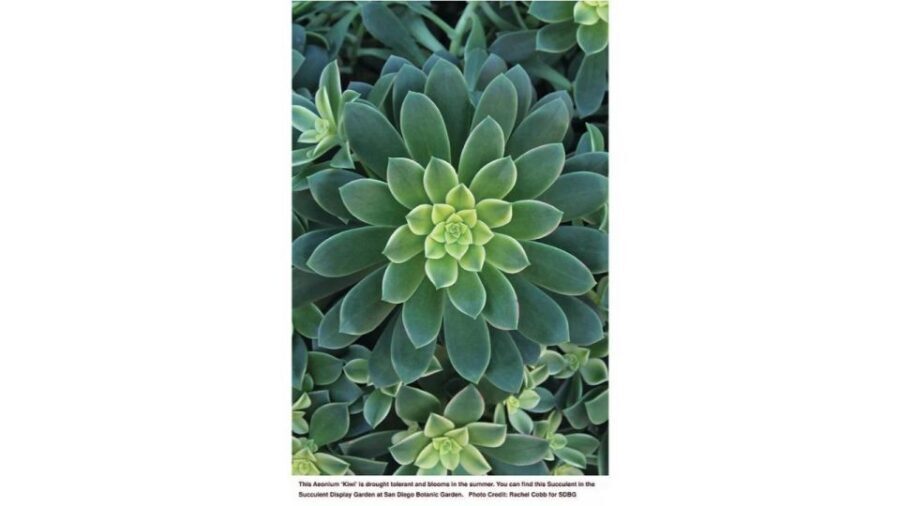 San Diego Botanical Garden Entry Ticket and Transportation - The San Diego Botanical Garden: A Closer Look