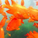 San Diego: La Jolla Cove Guided Snorkeling Tour - What Makes This Tour Stand Out