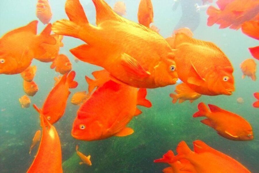 San Diego: La Jolla Cove Guided Snorkeling Tour - What Makes This Tour Stand Out