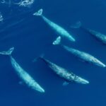 San Diego: Whale and Dolphin Watching Speedboat Tour - The Boat and Equipment