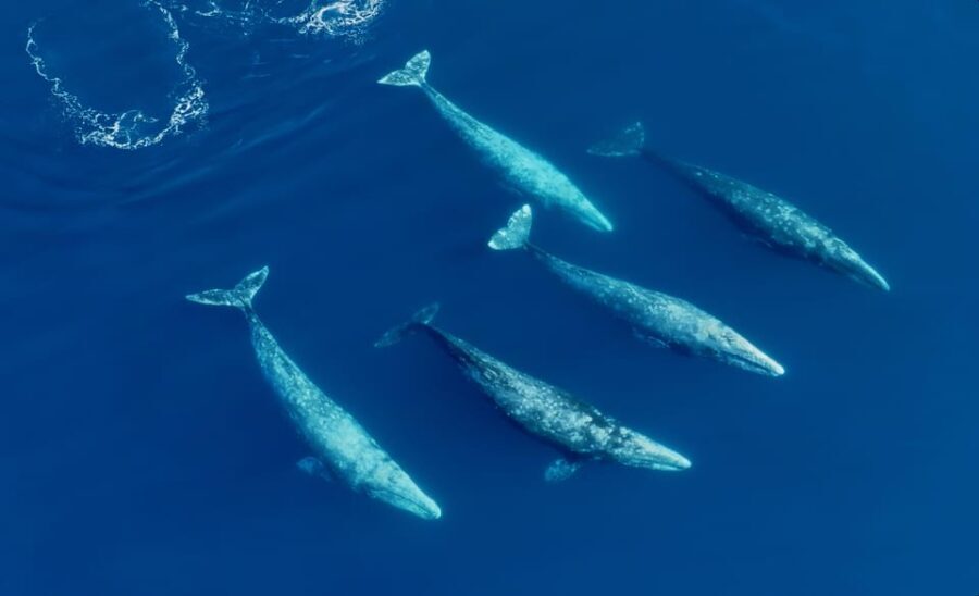 San Diego: Whale and Dolphin Watching Speedboat Tour - The Boat and Equipment