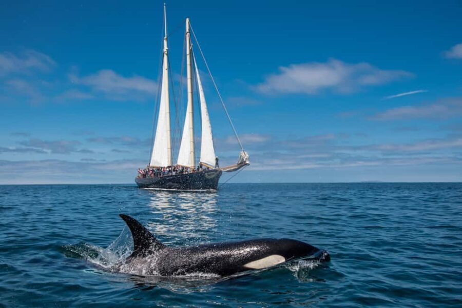 San Diego: Whale Watching Cruise on the Yacht America - Summary