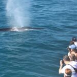 San Diego: Whale Watching Tour - Wildlife and the Environment