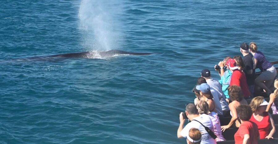 San Diego: Whale Watching Tour - Wildlife and the Environment