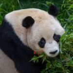 San Diego Zoo Admission Ticket - Key Points