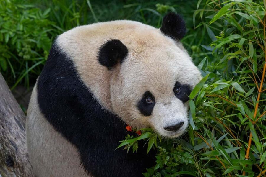 San Diego Zoo Admission Ticket - Key Points