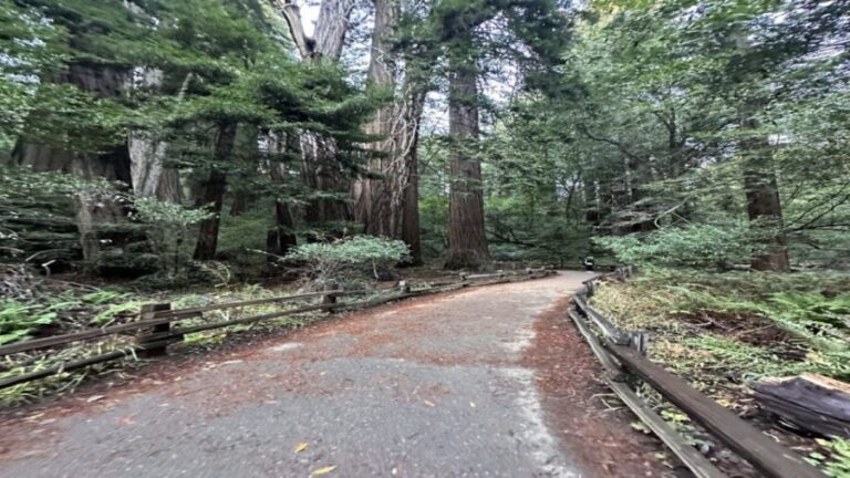 San Francisco: Alcatraz, Muir Woods and Sausalito Day Tour - Transportation and Comfort