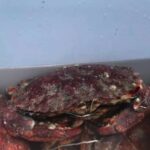 San Francisco: Crab & Cook under the Golden Gate Bridge - The Heart of the Experience: Crabbing Under the Golden Gate