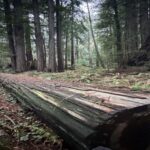 San Francisco: Full-Day City Tour w/ Muir Woods & Sausalito - FAQ