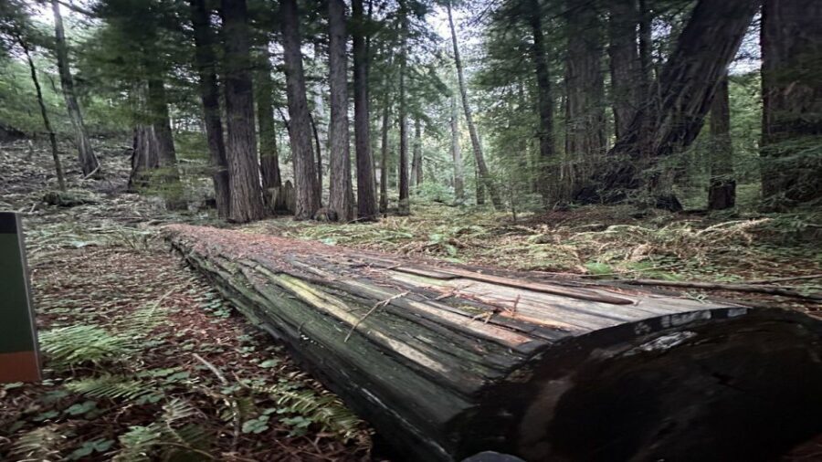 San Francisco: Full-Day City Tour w/ Muir Woods & Sausalito - FAQ