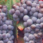 San Francisco: Half Day Wine Tour & Hop-On Hop-Off City Tour - The City Hop-On Hop-Off Experience