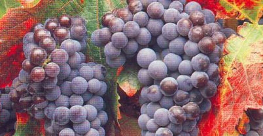 San Francisco: Half Day Wine Tour & Hop-On Hop-Off City Tour - The City Hop-On Hop-Off Experience