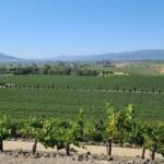 San Francisco: Half-Day Wine Tour with 2 Tastings Included - FAQ
